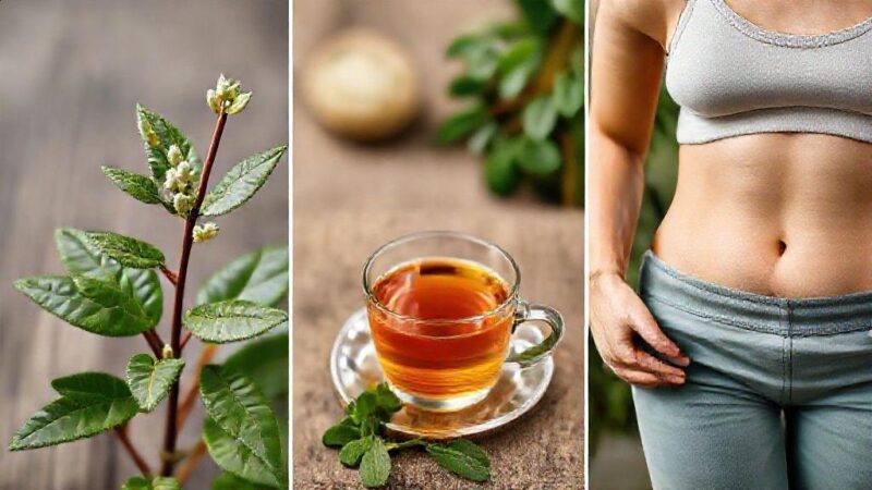 Sene emagrece: descubra como esse laxante natural pode ajudar no seu corpo