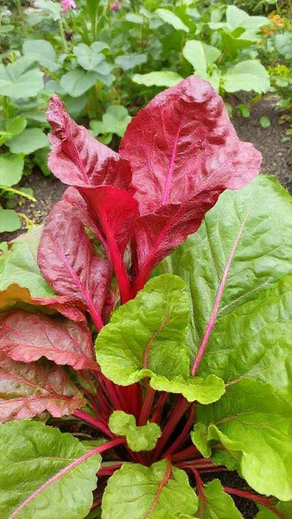 Descubra o que faz da Acelga Vermelha um Super Vegetal!