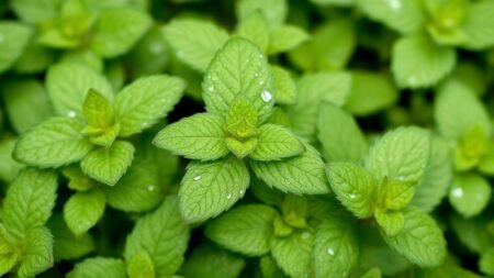 Verde hortelã: descubra os segredos para usar essa erva poderosa no dia a dia