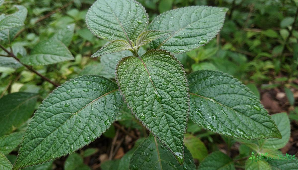 Como preparar o chá de assa peixe?