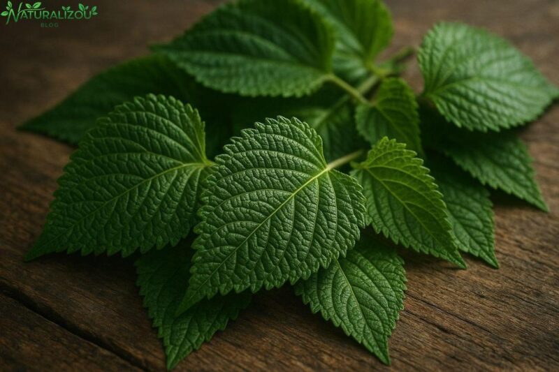 Chá de assa peixe: Descubra os Segredos e Benefícios desta Erva