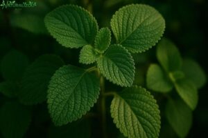 Chá de boldo do chile: O que você precisa saber sobre este poderoso digestivo