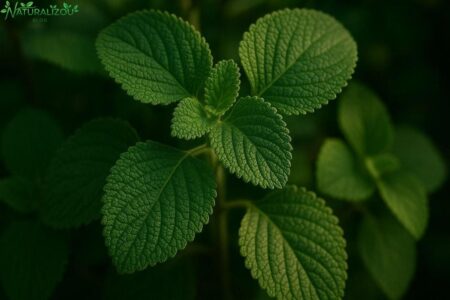 Chá de boldo do chile: O que você precisa saber sobre este poderoso digestivo