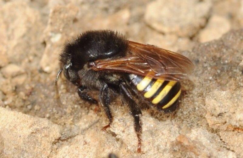 Meliponicultura: O Guia Completo sobre Abelhas Sem Ferrão no Brasil A Abelha Mandaçaia (Melipona quadrifasciata) é uma das espécies mais valorizadas na meliponicultura brasileira por sua eficiência na polinização de tomates e pimentões, e pela qualidade do seu mel